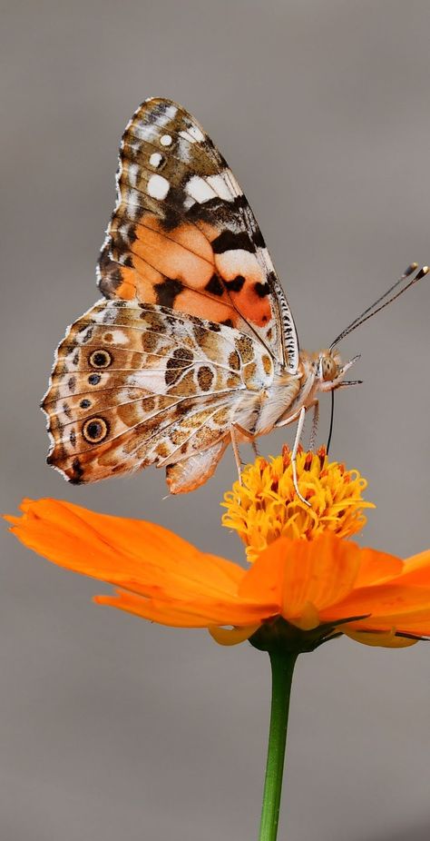 A butterfly on an orange flower. #Insects #Butterfly Ftd Flowers, Butterfly On Flower, Pictures Of Insects, Macro Photography Flowers, Types Of Butterflies, Beautiful Butterfly Photography, Belle Nature, Macro Flower, Butterfly Images