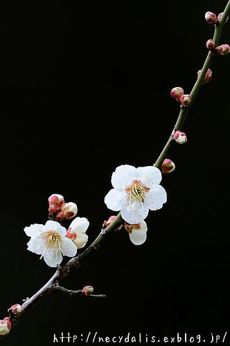 Japanese apricot at Bunkyo-ku, Tokyo, Japan. Japanese Apricot, Prunus Mume, Dogwood Blossoms, National Flower, Plum Blossom, Calla Lily, Tokyo Japan, Cherry Blossoms, Flowers Photography