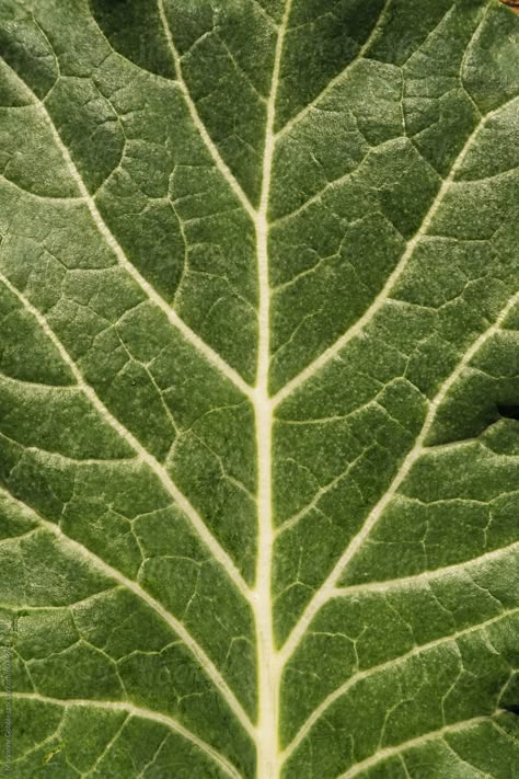 Close Up Leaf Photography, Leaf Macro Photography, Leaf Up Close, Leaf Close Up, Leaf Outfit, Nature Moodboard, Forest Collage, Collard Green, Leaf Veins