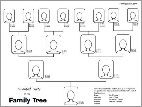 Inherited Traits Family Tree Worksheet – Family Locket Family Tree Examples, Tree Worksheet, Blank Family Tree Template, Inherited Traits, Blank Family Tree, Family Tree Worksheet, My Family Tree, Family Reunion Games, Family Tree Template