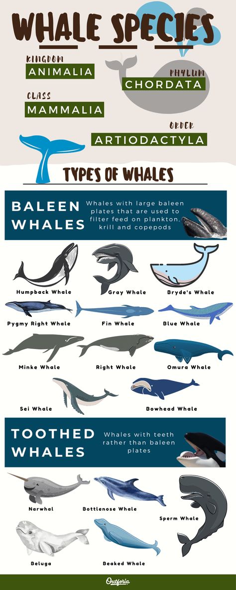 Of all the world’s marine mammals, few are as majestic and powerful as the large cetaceans that we call whales. They can grow to exceptional lengths, dive to the depths of the ocean, and swim for thousands of miles! In this article, we’re going to introduce you to 21 of the most wonderful types of whales. From the massive blue whale to the elusive Omura’s whale, here’s everything you’ve ever wanted to know about these amazing seafaring animals. Blue Whale Infographic, Whale Types, Blue Whale Facts, Whales Illustration, Whale Chart, Mammals Activities, Ocean Mammals, Oceanography Marine Biology, Types Of Whales