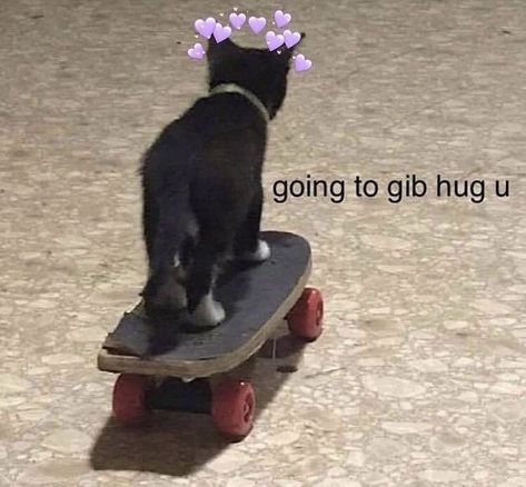 Bf Memes, Gf Memes, Wholesome Pictures, Cute Cat Memes, Cute Love Memes, Trash Panda, On The Road Again, Funny Cat Pictures, Wholesome Memes