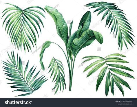 Palm Leaf Illustration, Palm Leaf Watercolor, Leaf Watercolor, Leaf Illustration, Plant Vector, Leaves Vector, Summer Backgrounds, Baby Bedroom, Exotic Plants