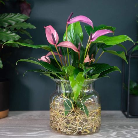 Anthurium In Water, Anthurium Arrangement, Water Plants Indoor, Plants Grown In Water, Anthurium Plant, Indoor Water Garden, Arrowhead Plant, Flamingo Flower, Clear Glass Vase