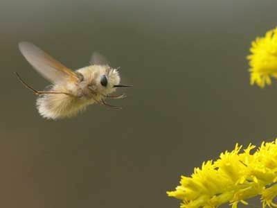 Bee Fly, Rid Of Bed Bugs, Glass Frog, Cool Bugs, Arthropods, Bed Bugs, The Bee, 귀여운 동물, Cuteness Overload