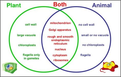 plant vs animal cells venn diagram. what plants have vs what animals have vs what they both have Golgi Bodies, Animal Cell Parts, Cell Parts And Functions, Animal Cell Project, Nuclear Membrane, Animal Cells, Cell Theory, General Biology, Cell Parts