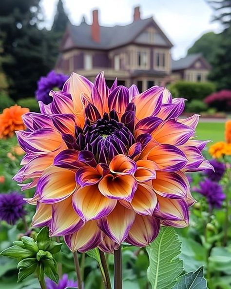 Dahlia Flower Aesthetic, Purple Dahlias, Diningroom Ideas, Dahlia Flower Garden, Bold Centerpieces, Purple Petals, Purple Dahlia, Nothing But Flowers, Garden Light