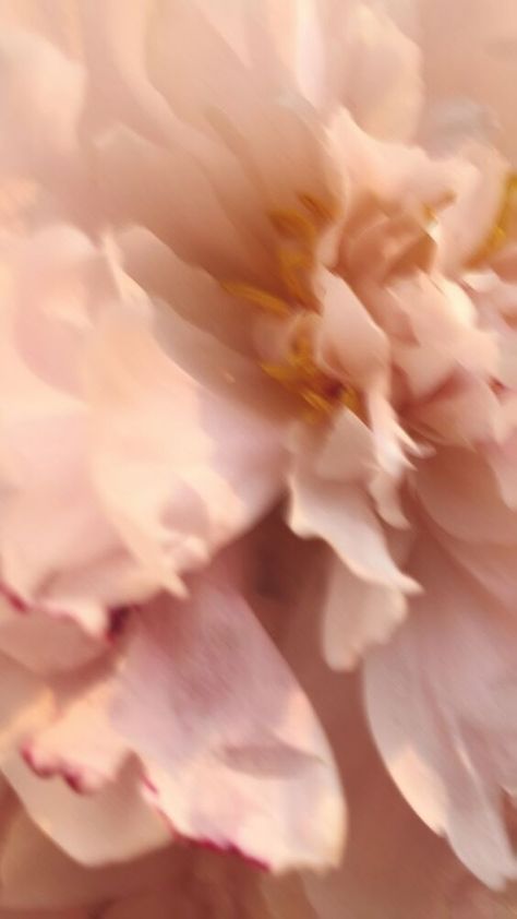 Flower Blur Photography, Flou Aesthetic, Blurry Flower Aesthetic, Blurry Flowers, Blurred Flowers, Soft Pink Photo, Blog Headers, Blurry Aesthetic, Soft Flowers