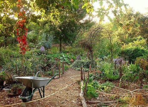 The Permaculture Research Institute Food Forest Garden, Permaculture Garden, Permaculture Gardening, Permaculture Design, Gardening Techniques, Edible Landscaping, Veg Garden, Food Forest, Forest Garden