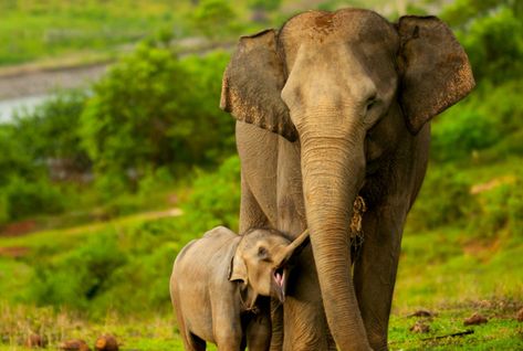 If we don't act soon, these elephants' home may soon be only a memory because of destructive and unsustainable palm oil plantations. Badak Jawa, Sumatran Elephant, Tiger Habitat, Sea Turtle Species, Tiger Species, Turtle Habitat, Elephants Photos, David Attenborough, Asian Elephant