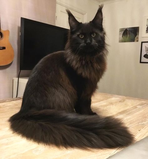 I love him so much  From: @mainecooncooper #MaineCoon Black Mainecoon Cat, Siamese Cats Facts, Cats Facts, Mainecoon Cat, Cat Dark, Cat Things, Dream's Cat, I Love Him So Much, Cat Picture