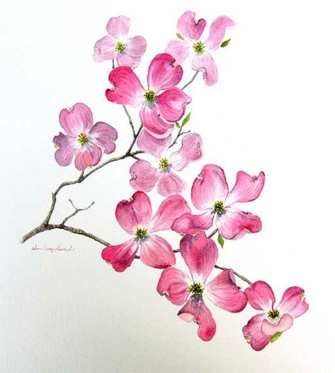 Dogwood Tattoo, Dogwood Flower Tattoos, Pink Dogwood Tree, Dogwood Tree, Dogwood Flower, Pink Dogwood, Dogwood Blossoms, Dogwood Trees, Blossom Tattoo