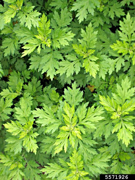 HIGHLY INVASIVE Mugwort (Artemisia vulgaris ) foliage. 📷Ansel Oommen. Cunningham Park Garter Belt Tattoo, Belt Tattoo, Art Inspiration Flowers, Common Garden Weeds, Artemisia Vulgaris, Wild Foraging, Edible Wild Plants, Backyard Plan, Herbaceous Border