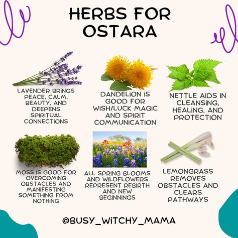 These magical, seasonal herbs, flowers, and plants can help you infuse a little green witch energy into your spring season. Herbs For Ostara, Ostara Herbs, Ostara Flowers, Spring Witch Aesthetic, Witchy Holidays, Wiccan Tools, Wicca Holidays, Forest Play, Witch Spring