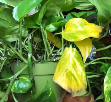 Pothos Yellow Leaves, Pothos Leaves Turning Yellow, Golden Pathos, Golden Pothos Care, Plant Leaves Turning Yellow, Keeping Plants Alive, Devils Ivy, Lucky Plant, Golden Pothos