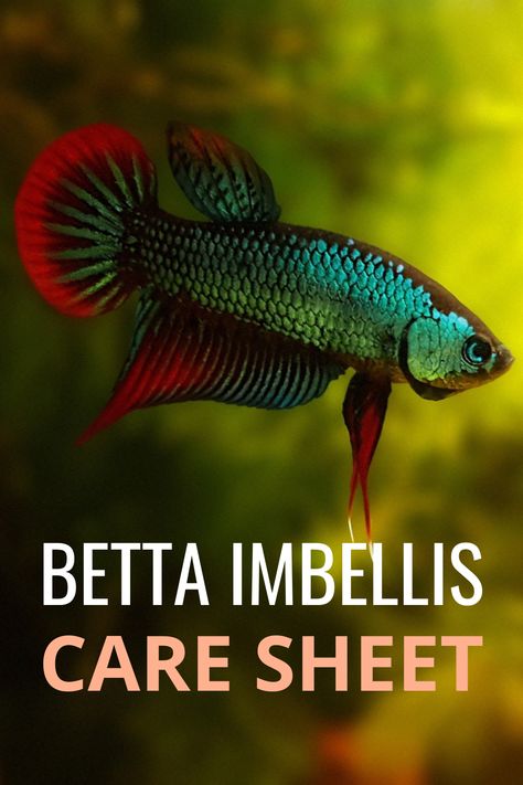 Betta Imbellis, Koi Betta, Aquascaping, Betta Fish, In The Wild, Koi, Fish Pet, Take Care, The Wild