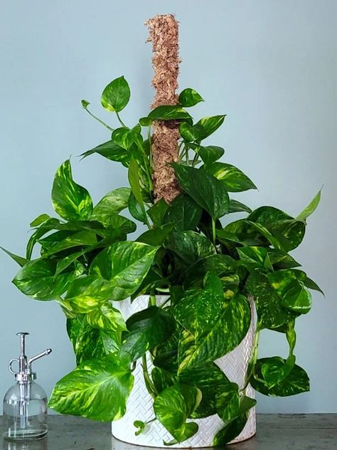 Diy Moss Pole, Climbing Indoor, Diy Moss, Moss Pole, Sphagnum Moss, Climbing Plants, Grow Your Own, Step By Step Instructions, Indoor Plants