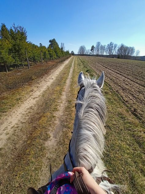 Grey horse, forest, riding Forest Horse Riding, Horse Riding Forest, Grey Horse Aesthetic, Horses Aesthetic, Wood Path, Horse Ears, Horse Aesthetic, Grey Horse, Forest Nature