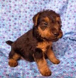 Irish Terrier Puppies, Welch Terrier, Airedale Puppy, Wire Fox Terriers, Airedale Terrier Puppies, Terrier Rescue, Welsh Terrier, Soft Coated Wheaten Terrier, Irish Terrier