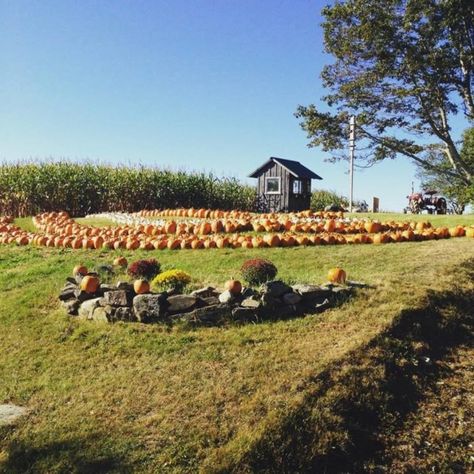 Camden Road, Maine In The Fall, Best Pumpkin Patches, Pumpkin Festival, Country Fair, Pumpkin Patches, Blue Hill, Jefferson County, States In America