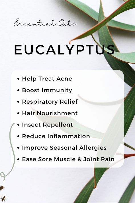 From clearing congestion and soothing sore muscles to boosting immunity and promoting mental clarity, eucalyptus oil is a versatile essential oil with a myriad of benefits. Elevate your well-being with eucalyptus oil today!  #sponsored #eucalyptus #NaturalRemedy #RespiratoryRelief #ImmuneSupport #JointPain #SoreMuscle #InsectRepellent #aromatherapy Eucalyptus Oil Benefits, Benefits Of Eucalyptus Essential Oil, Boosting Immunity, Beauty Hacks That Actually Work, Essential Oil Usage, Aromatherapy Benefits, Seasonal Allergies, Oil Treatments, Eucalyptus Oil