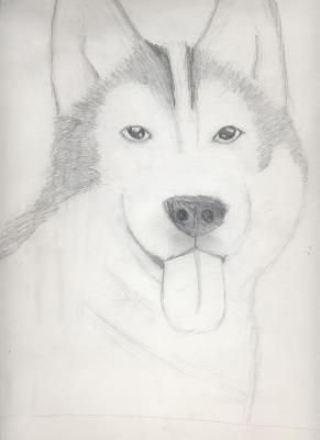 Simple Dog Drawings, Odd Drawings, Cutest Drawings, Wolf Face Drawing, Haski Dog, Husky Drawing, Husky Faces, Positive Songs, Drawing Baby