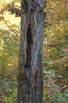 Butternut trees are endangered due to Butternut canker Green Acres, Small Farm, Tree Leaves, Natural Resources, Gardening Ideas, Nuts, Trees, Butter, Green