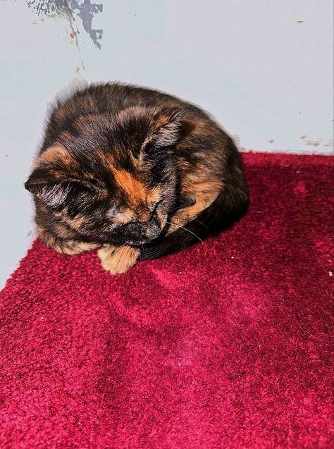 Black Cat With Orange Spots, Black And Orange Kitten, Kitten Tortoiseshell, Black And Orange Cat, Orange Kitty, Tortoiseshell Cat, Spotted Cat, Orange Kittens, Newborn Kittens