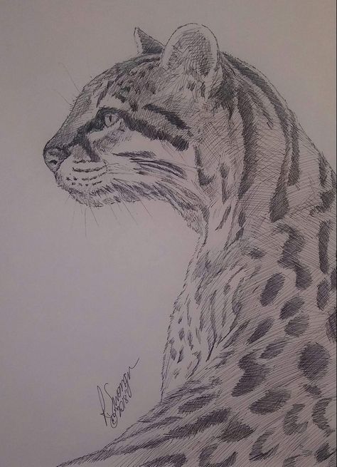 Ocelot - July 2018 Ocelot Drawing, Cat Drawing, Sketch Book, Art Gallery, Humanoid Sketch, Drawings, Animals, Quick Saves, Art