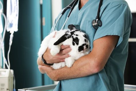 Mammal Medicine | LafeberVet Dog Clinic, Dog Insurance, Rabbit Care, Vet Clinics, Pet Clinic, Pet Rabbit, Animal Hospital, Exotic Pets, Pet Health