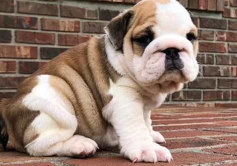 Well Socialized Miniature English Bulldog Puppies california, los angeles. #202149 Well Socialized Miniature English Bulldog Puppies. They are AKC registered,.. Mini English Bulldogs, Miniature English Bulldog, Miniature Bulldog, English Bulldog For Sale, Mini Bulldog, Lovers Tattoo, English Dogs, Bulldog Tattoo, Mood Bored