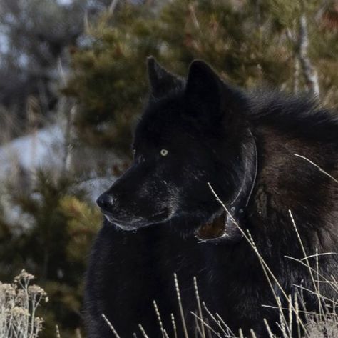 Jeffrey Schrompf on Instagram: "Yellowstone Wolf Radio collars… Since the reintroduction of gray wolves to Yellowstone National Park in 1995 and 1996, radio collars have been used as a tool… @NPS.gov To learn more about wolf research in Yellowstone National Park, visit go.nps.gov/yellwolves. • • • #wolf #yellowstone #greywolf #radiocollar" Captain Fordo, Yellowstone Wolves, Gray Wolves, Wolf Photography, Gender Envy, Grey Wolf, Yellow Stone, Yellowstone National, Yellowstone National Park