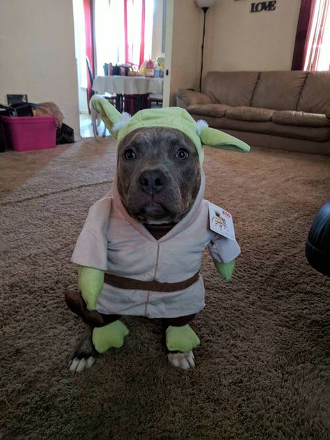 The 70+ Greatest Pit Bull Halloween Costumes EVER | The Paws Yoda Costume, Dog Halloween Costumes, Pitbull Mix, Cat Hat, Cute Costumes, American Bully, Dog Costumes, Pit Bulls, Pitbull Dog