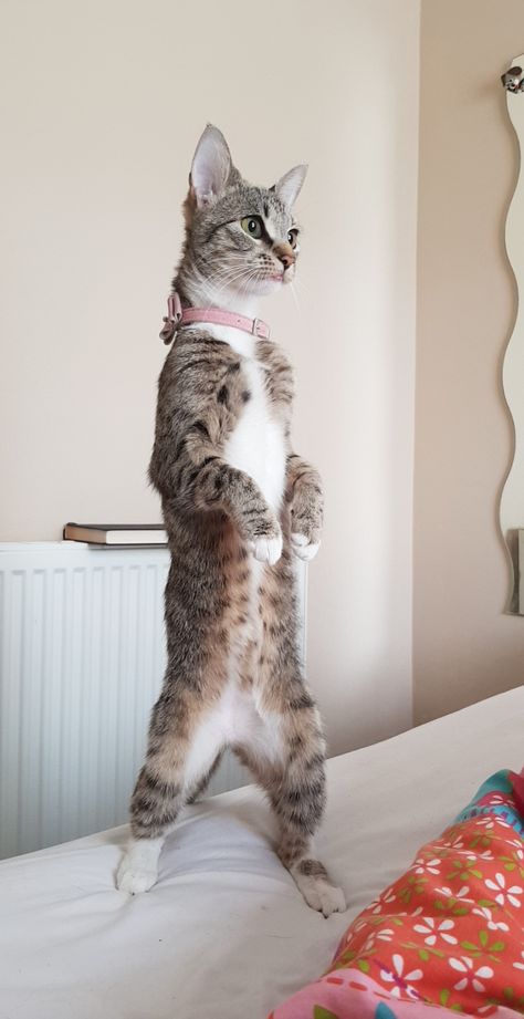 Cat Standing, Photos Of Cats, Animal Action, Cat Anatomy, Cat Seat, Cat Reference, Cat Stands, Crazy Stuff, Lovely Animals