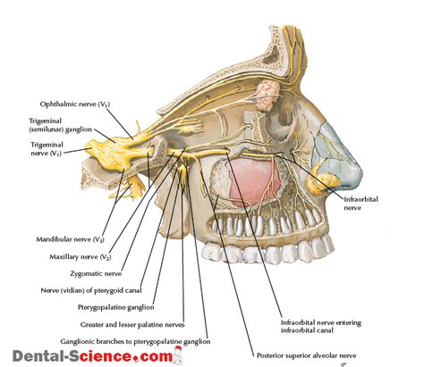 PTERYGOPALATINE FOSSA : Anatomy , Arterial supply , Venous Drainage , Nerve Supply , Radiology - Dental Science Maxillary Nerve, Trigeminal Nerve, Nerve Anatomy, Maxillary Sinus, Peripheral Nervous System, Dental Anatomy, Basic Anatomy And Physiology, Nerve Fiber, Nasal Cavity