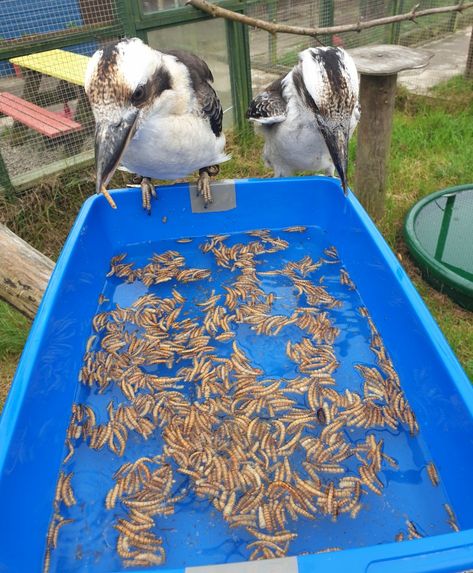 Bird Enrichment Diy, Enrichment For Zoo Animals, Zoo Enrichment Ideas, Zoo Animal Enrichment, Animal Enrichment Ideas, Quail Enclosure, Bird Enrichment, Halloween Zoo, Zoo Enrichment