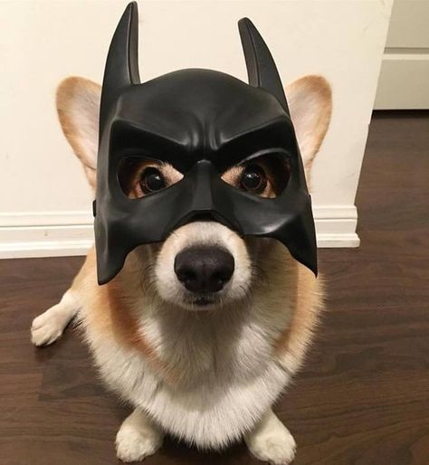 He’s not Corgi, he’s Batman! Funny Corgi Pictures, The Bloodhound Gang, Batman Dog, Baby Corgi, Corgi Pictures, Corgi Funny, Corgi Puppy, Cute Corgi, Pembroke Welsh Corgi