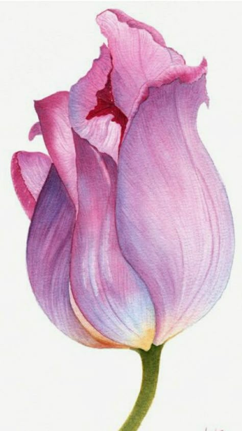 Flower Sketch Color, Tulip Pencil Drawing, Tulips Flowers Drawing, Tulip Line Drawing, Tulip Drawings, Tulip Flower Drawing, Tulips Photo, Tulip Watercolor, Flower Drawing Ideas