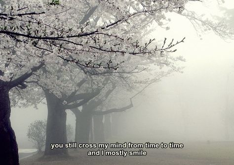 You still cross my mind from time to time and I mostly smile. #Love #Memories #picturequotes  View more #quotes on http://quotes-lover.com Sakura Tree, Nothing But Flowers, White Cherries, The Fog, Cherry Blossom Tree, Blossom Trees, Pretty Places, Cherry Blossoms, Beautiful Views