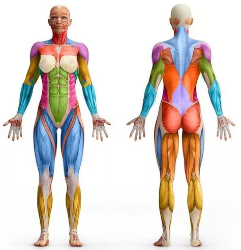 Zbrush Anatomy, Human Muscle Anatomy, Female Anatomy Reference, Anatomy Sculpture, Anatomy Models, Human Body Anatomy, Female Torso, Human Anatomy Drawing, Muscle Anatomy