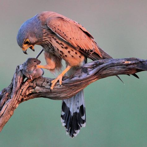 Raptors Bird, Bird Of Prey, Most Beautiful Birds, Kestrel, Bird Pictures, Pretty Birds, Bird Photo, Cute Birds, Little Birds