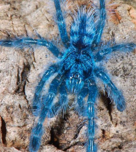 antilles pinktoe tarantula sling (Caribena versicolor) new world, arboreal, 4-5" as adults Caribena Versicolor Tarantula, Funny Animals Aesthetic, Pinktoe Tarantula, Tarantula Pet, Spider Animal, Pet Tarantula, My Biggest Fear, Arachnids Spiders, Spider Pictures