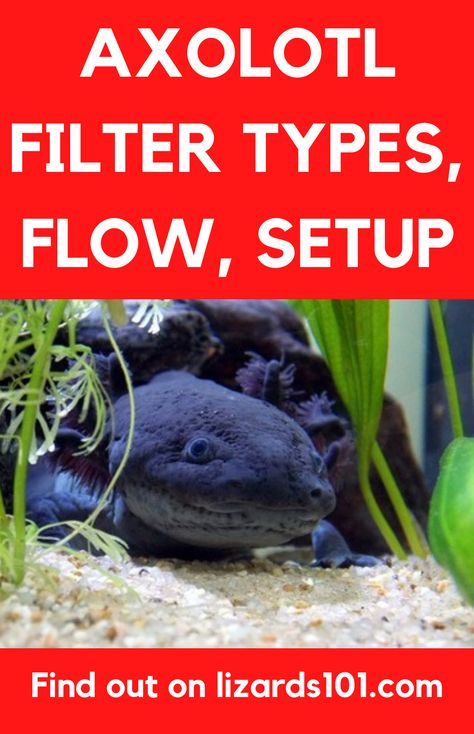 Learn about axolotl filter needs, what the best type of a filter for an axolotl aquarium is, which flow they needs and how to setup a filter in an axolotl enclosure. #axolotltankfilter #axolotlfilter Axolotl Tank Plants, Planted Axolotl Tank, Axolotl Tank Ideas Aesthetic, Axolotl Tank Setup, Axolotl Aquarium Ideas, Axolotl Tank Ideas Aquarium, Axolotl Care Guide, Axolotl Tank Decor, Axolotl Tank Ideas