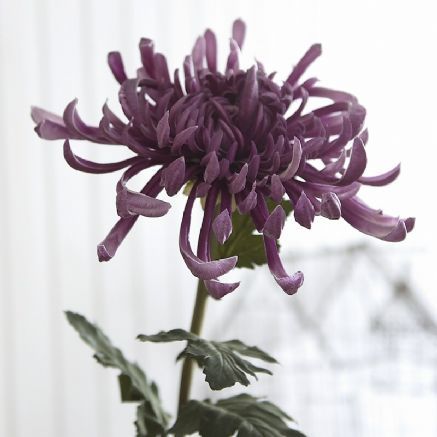 Purple Spider chrysanthemum stem Spider Chrysanthemum, Purple Spider, Modern Vintage Style, Furniture Fabrics, Custom Painted Furniture, Wax Flowers, Chrysanthemum Flower, Japanese Flowers, Sumi E