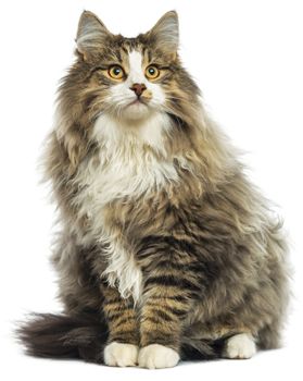 Fluffy Cat Breeds, Cat Stock, Russian Blue Cat, Fancy Cats, Siberian Cat, Norwegian Forest, Forest Cat, Norwegian Forest Cat, Unique Cats