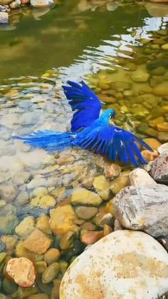 Beautiful Birds Videos, Regnul Animal, Funny Parrots, Bird Gif, Most Beautiful Birds, Rare Birds, Super Cute Animals, Pretty Animals, Funny Birds