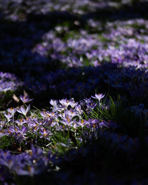 Crocus pocus! 💜 Check out these magical pictures of our crocuses, taken by BBG member @alex.olson.arts. Depending on the weather, these… | Instagram Crocus Flower Aesthetic, Alex Olson, Autumn Crocus, Brooklyn Botanic Garden, Magical Pictures, Crocus Flower, Botanic Garden, Single Flower, Botanical Gardens