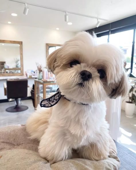 Shitzu Dogs Haircuts, Dog Grooming Shih Tzu, Shih Tzu Puppy Cut, Chi Dog, Shih Tzu Haircuts, Perro Shih Tzu, Shitzu Dogs, Shitzu Puppies, Teddy Bear Dog