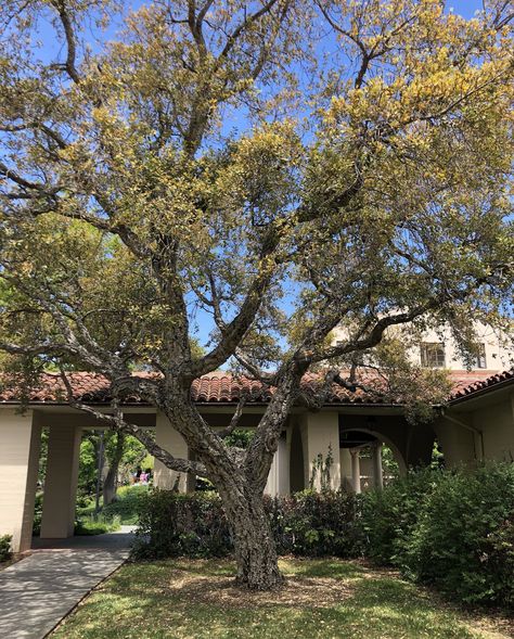 https://flic.kr/p/26Sx4qJ | The Cork Oak | at Clark Kerr Campus, UC Berkeley.  Happy TmT!  This tree was planted in the 1980s, I read, along with 4 of its brethren in this general area on campus.  See: "Trees of the Berkeley Campus", 2016, a most enjoyable book! Cal Berkeley, Uc Berkeley, University Of California Berkeley Aesthetic, Berkeley Castle, Berkeley Campus, University Of California Berkeley, California, House Styles, Plants