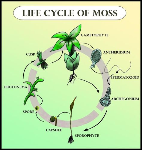 Moss Plant, Vascular Plant, Plant Life Cycle, Plant Drawing, Photosynthesis, All About Plants, Life Cycles, Plant Life, Biology